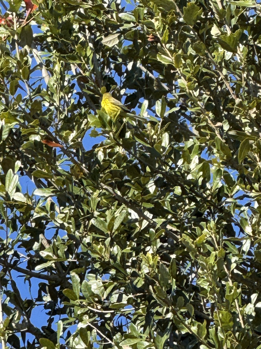 Prairie Warbler - ML646043223