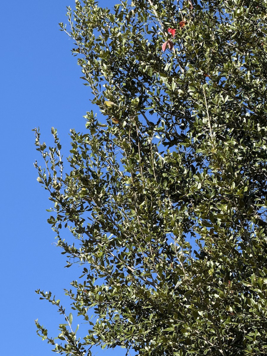 Prairie Warbler - ML646043246