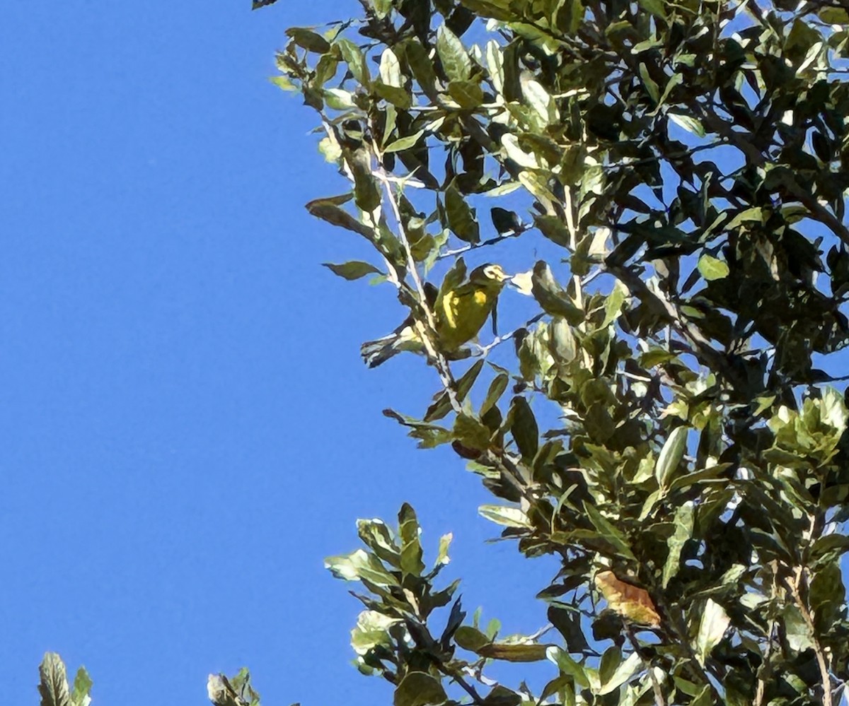 Prairie Warbler - ML646043253