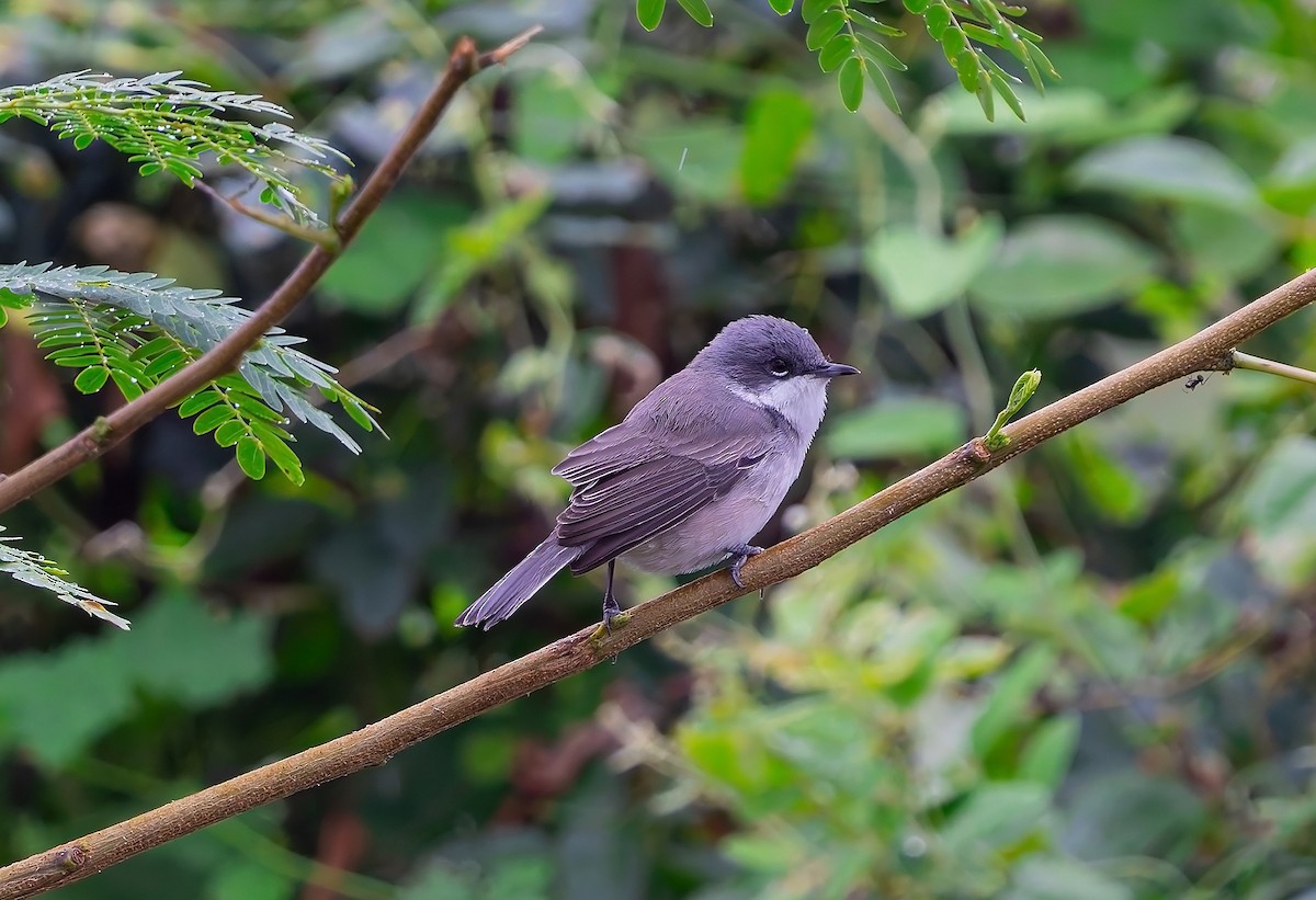 Lesser Whitethroat - ML646043258