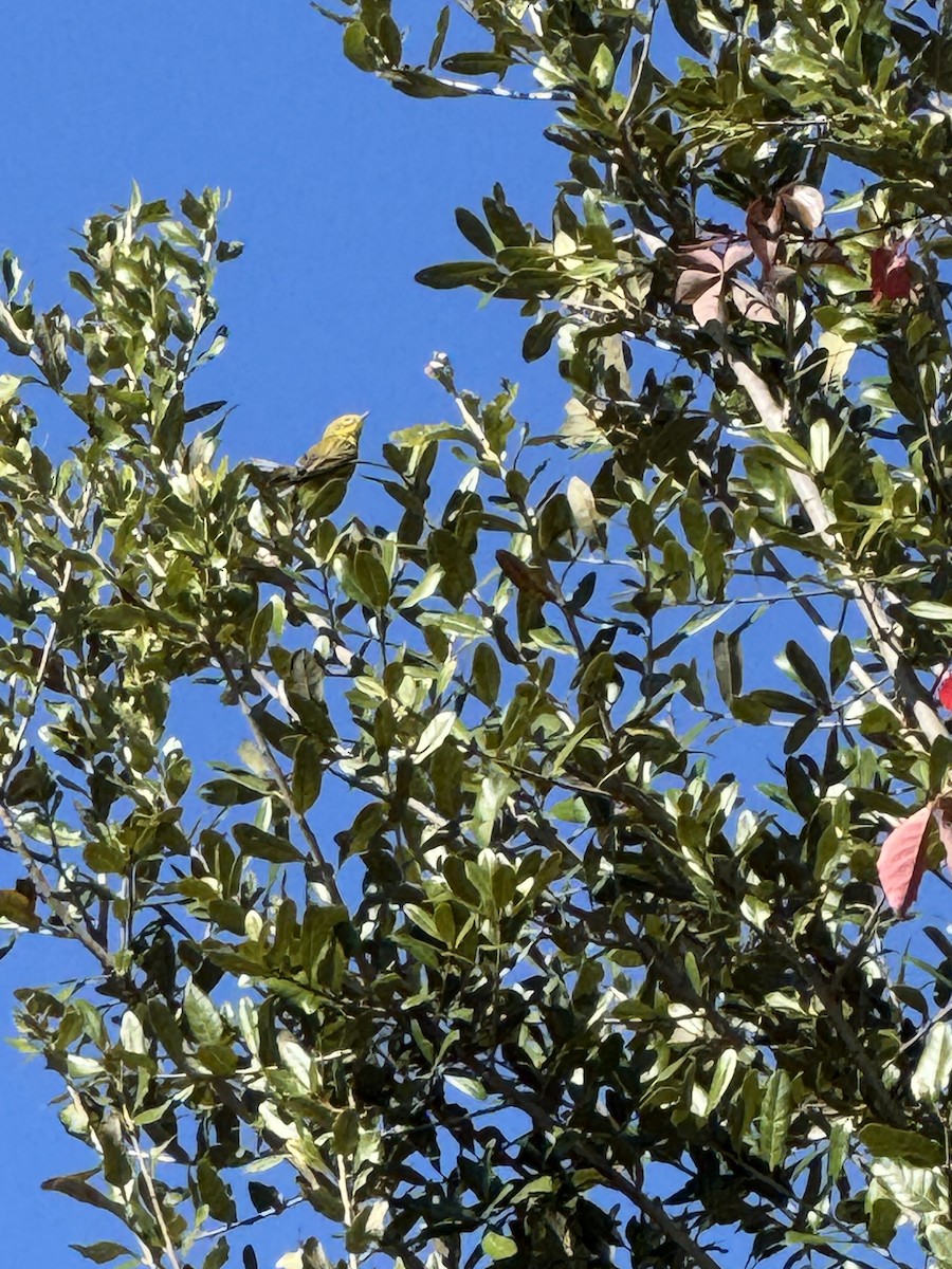 Prairie Warbler - ML646043262