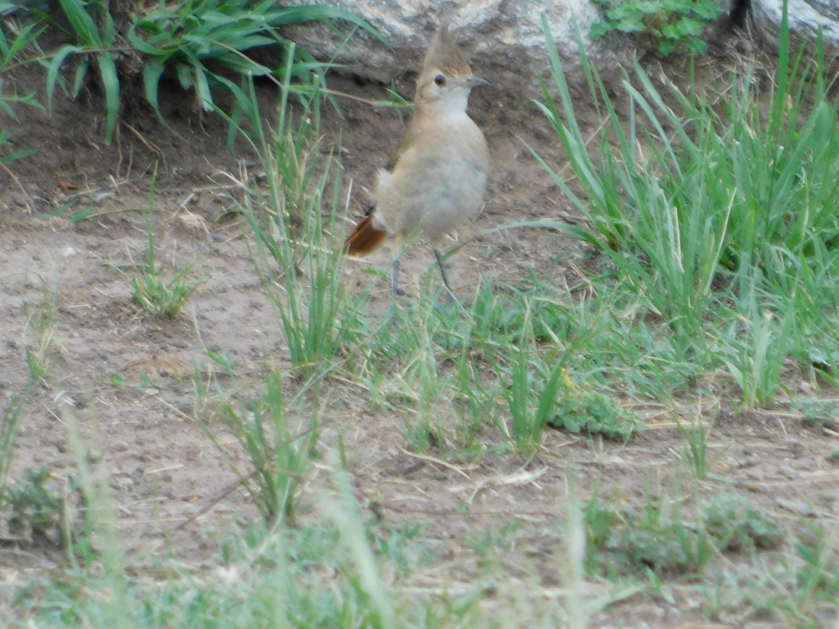 Crested Hornero - ML646043264