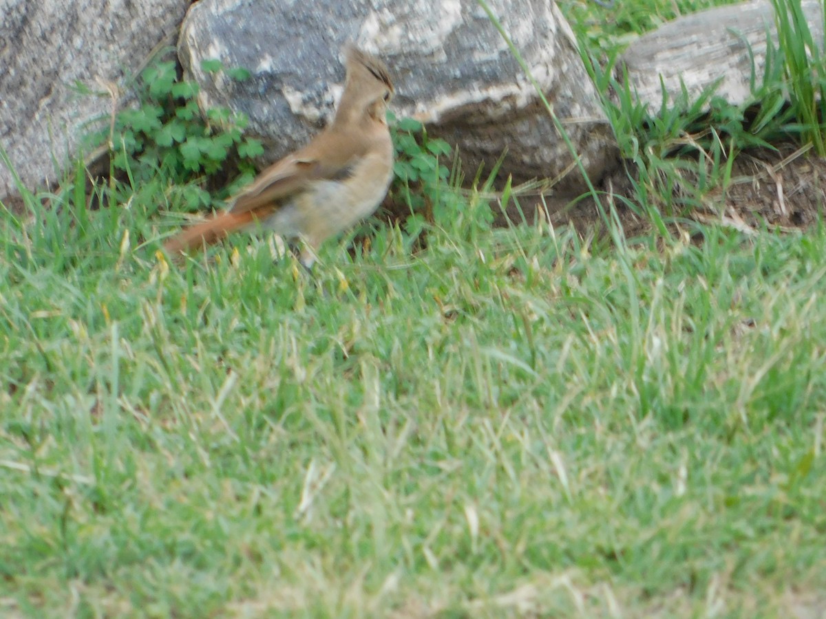 Crested Hornero - ML646043265