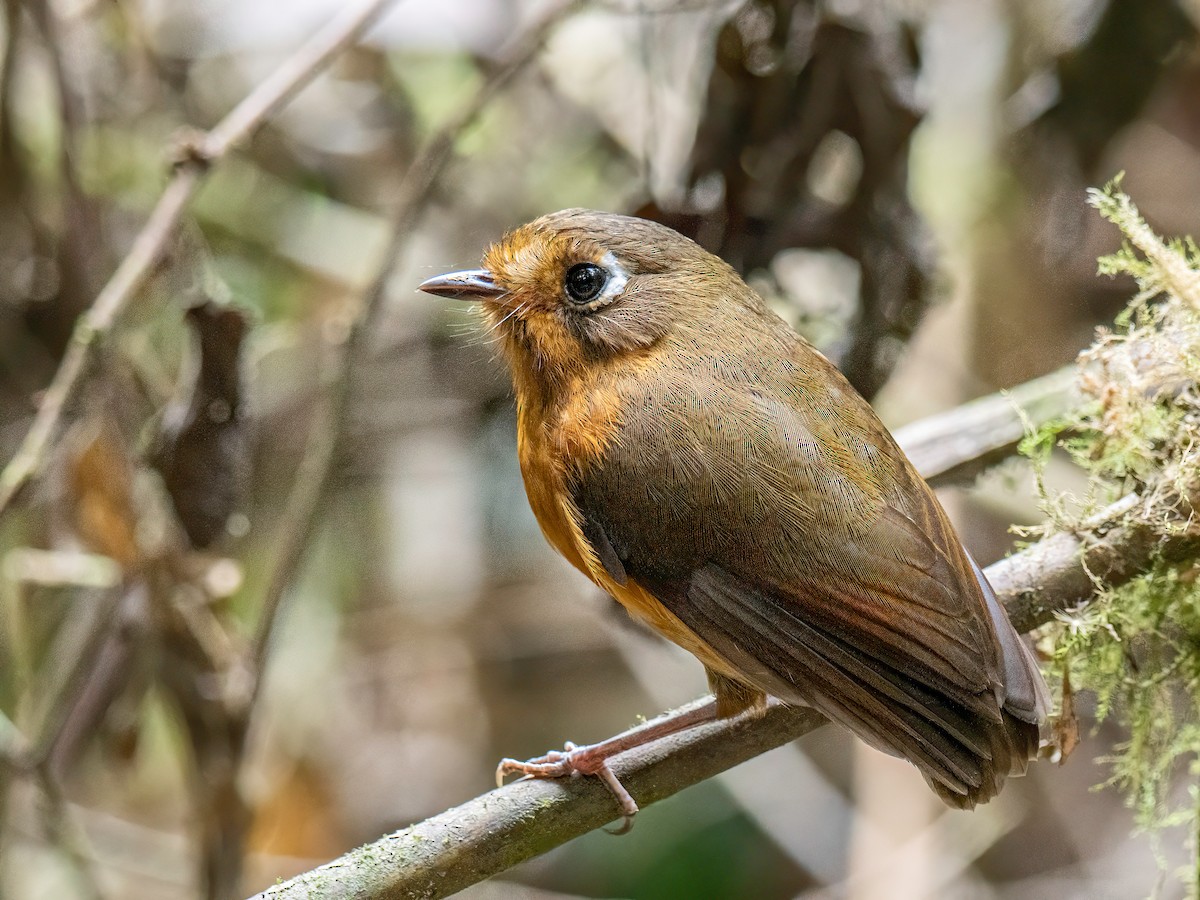 Leymebamba Antpitta - ML646043268