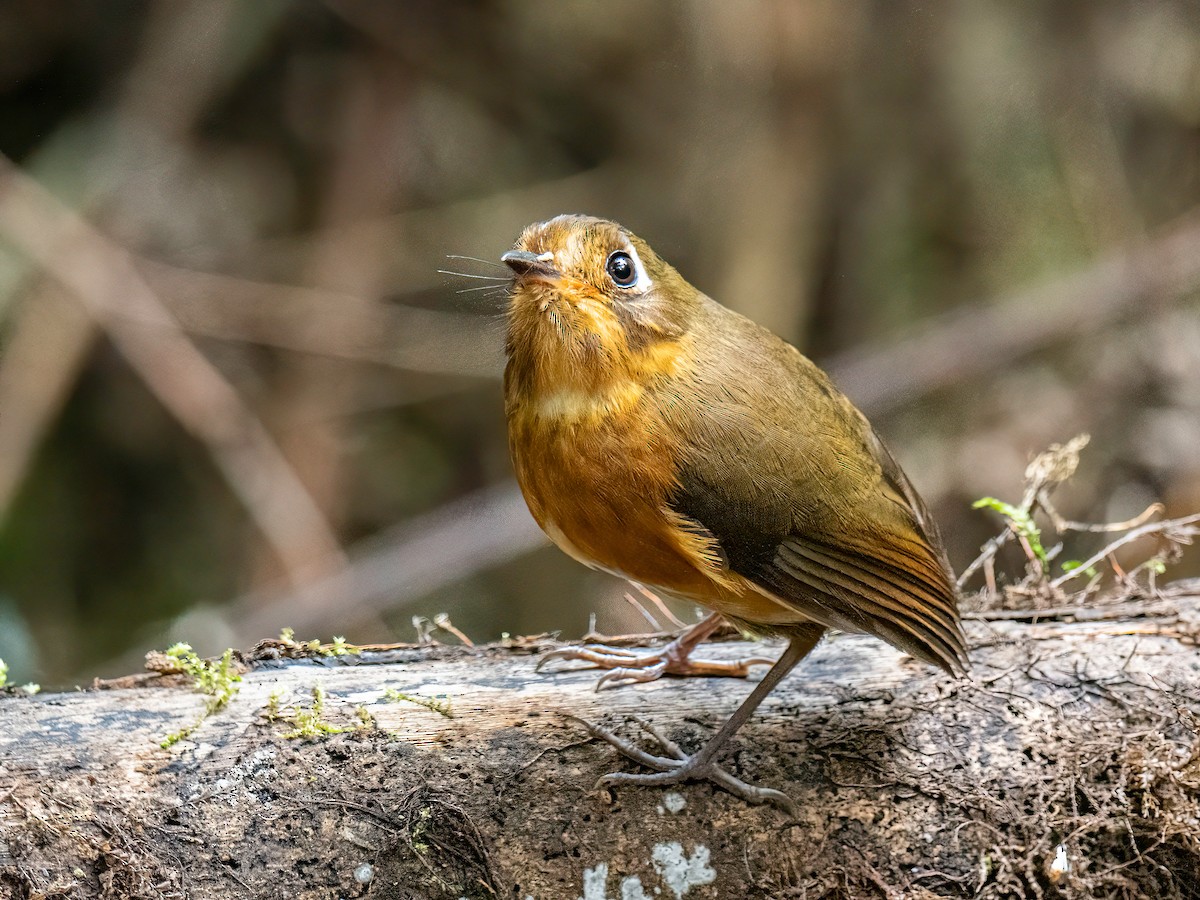 Leymebamba Antpitta - ML646043269