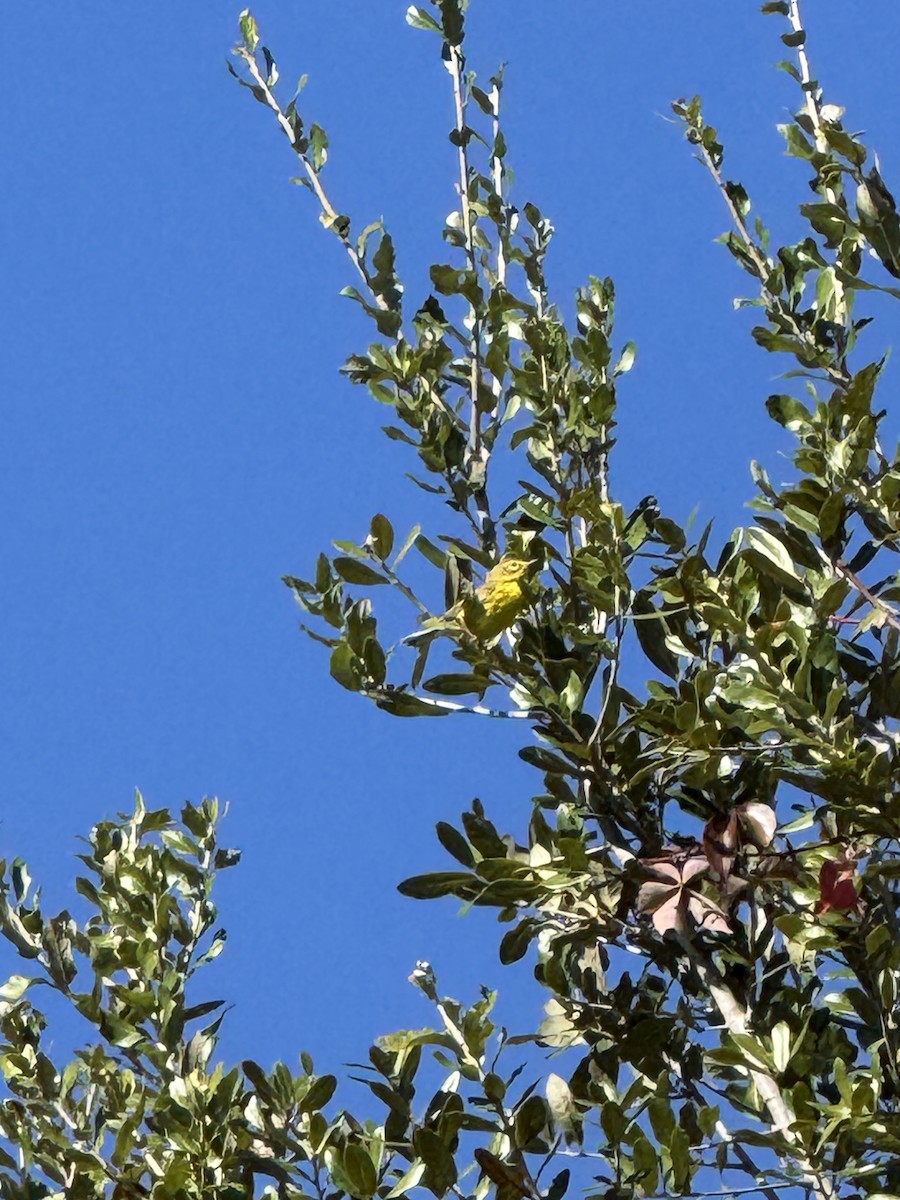 Prairie Warbler - ML646043276