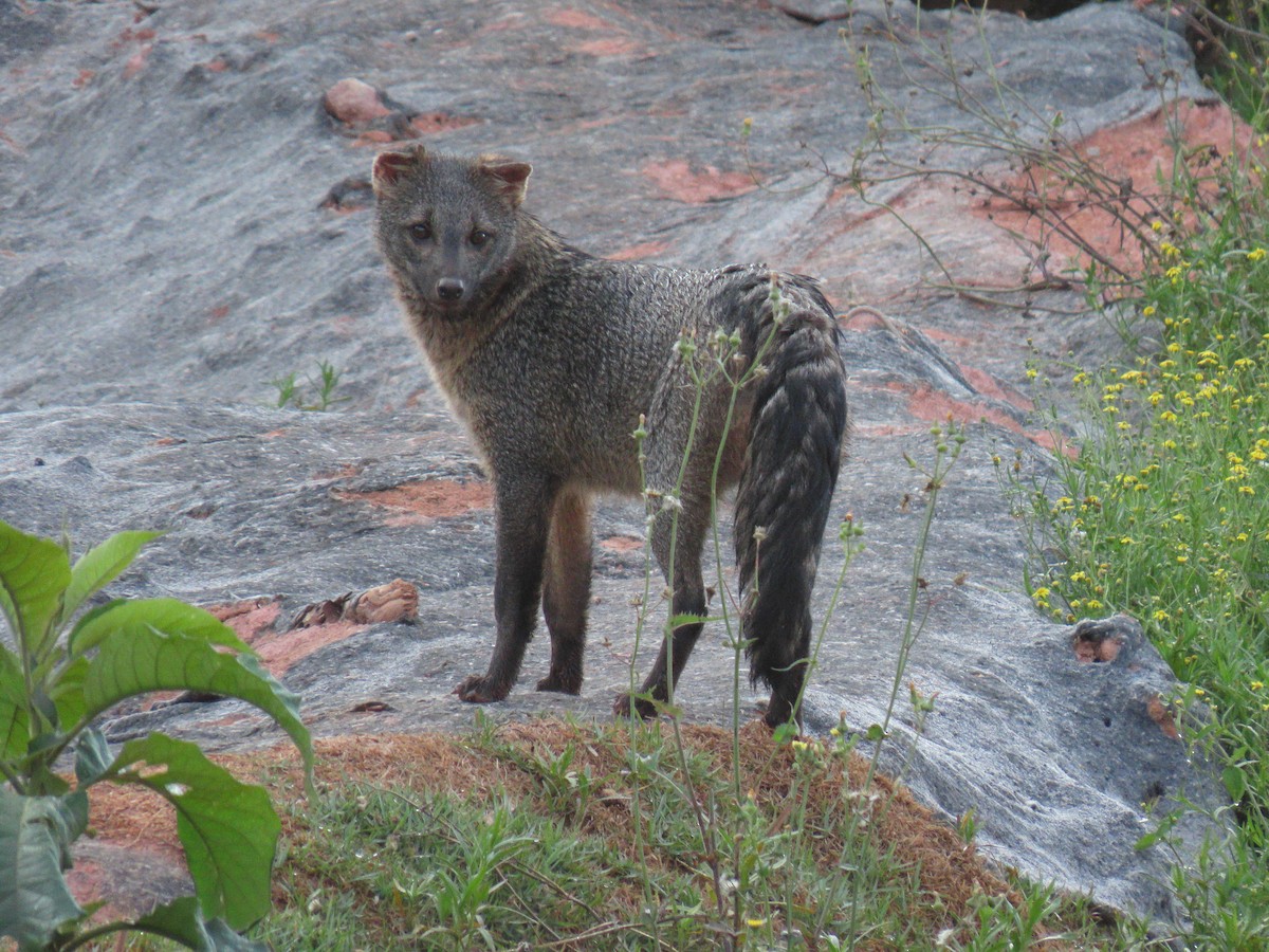 Crab-eating Fox - ML646043281