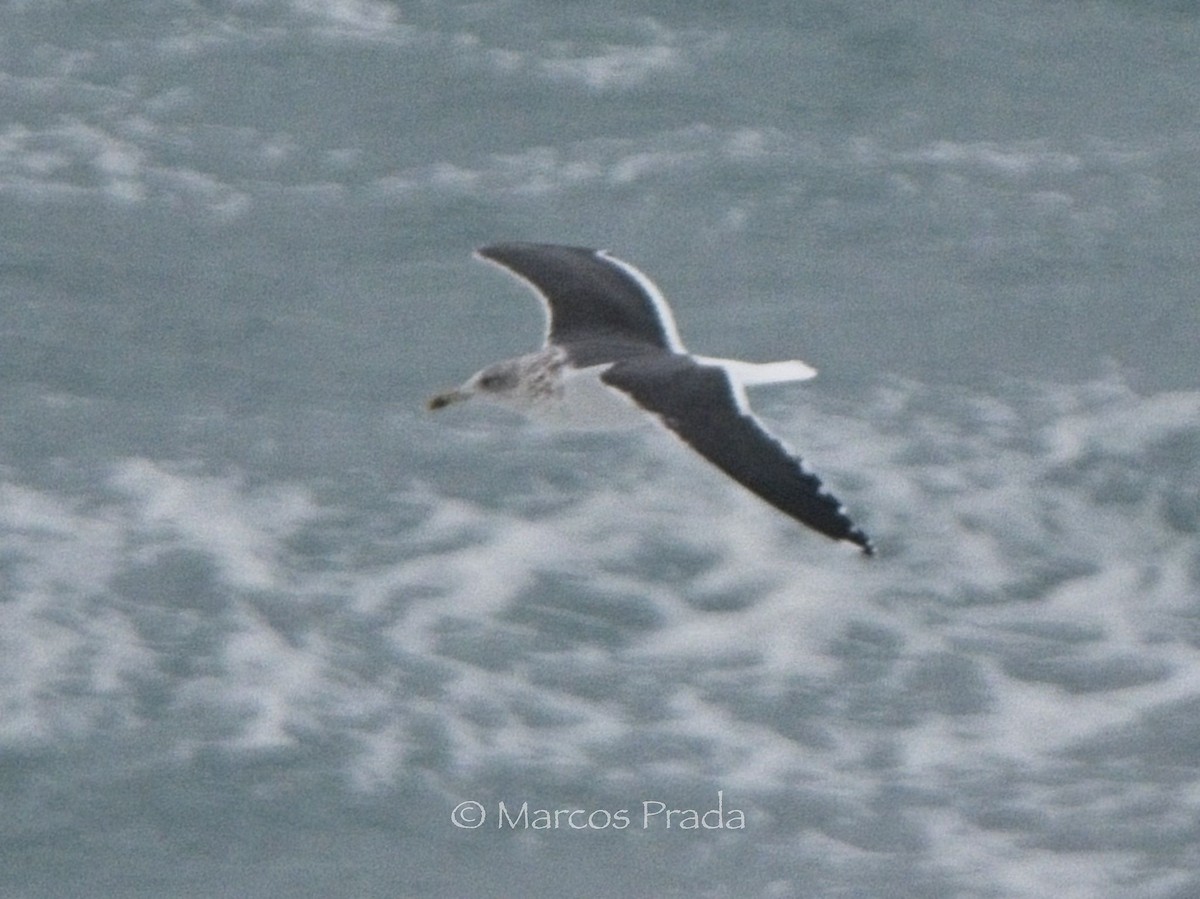 Kaio iluna - ML646043292