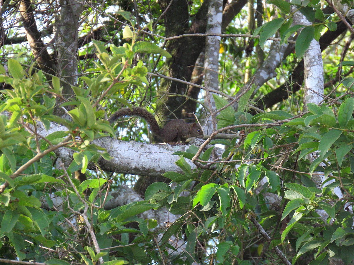 Ingram's Squirrel - ML646043300