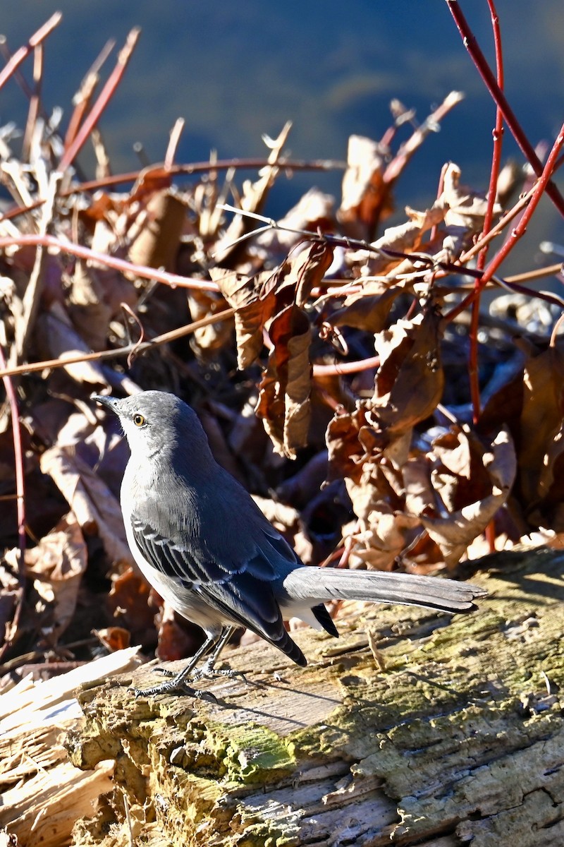 Kuzeyli Taklitçi - ML646043311