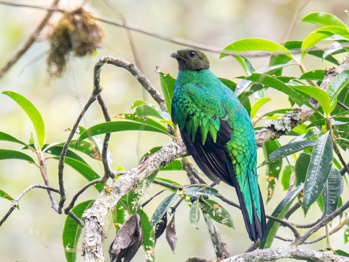 Quetzal Cabecidorado - ML646043322