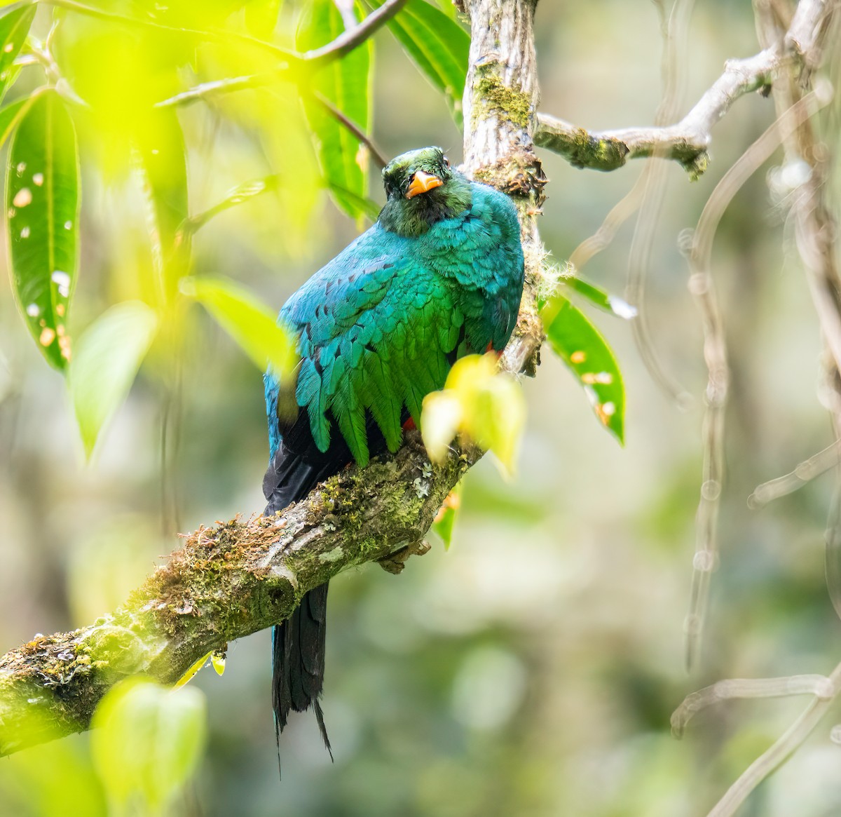 Quetzal Cabecidorado - ML646043323