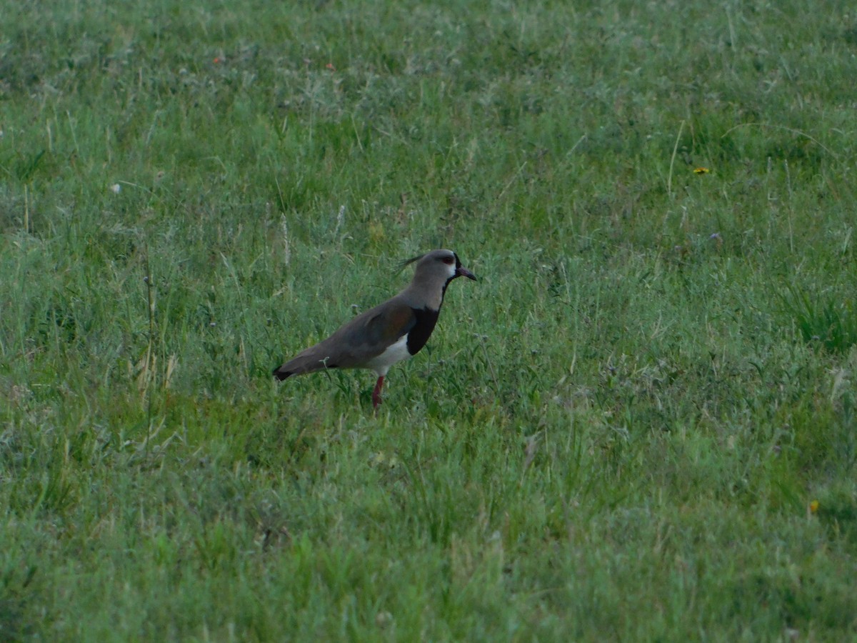 Кайеннский чибис - ML646043324