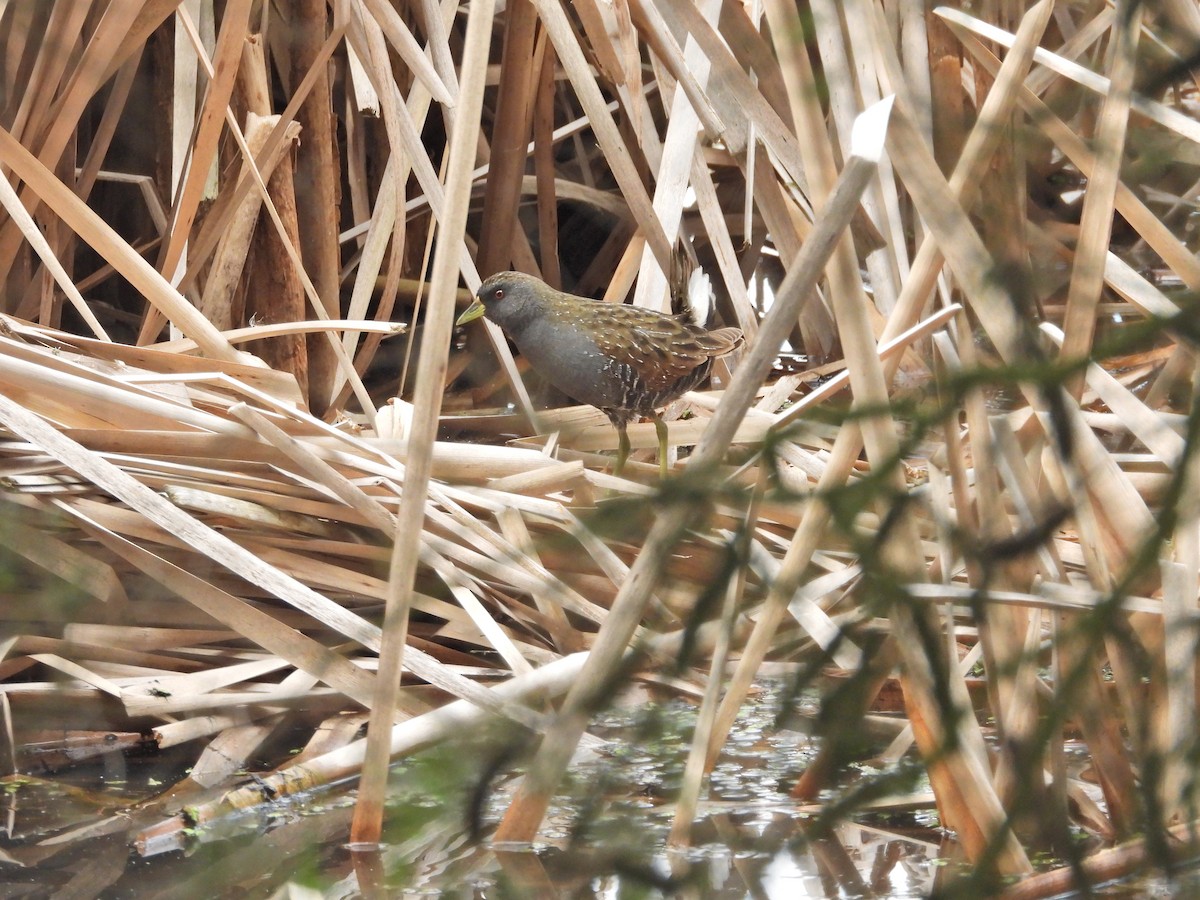 Австралийский погоныш - ML646043333