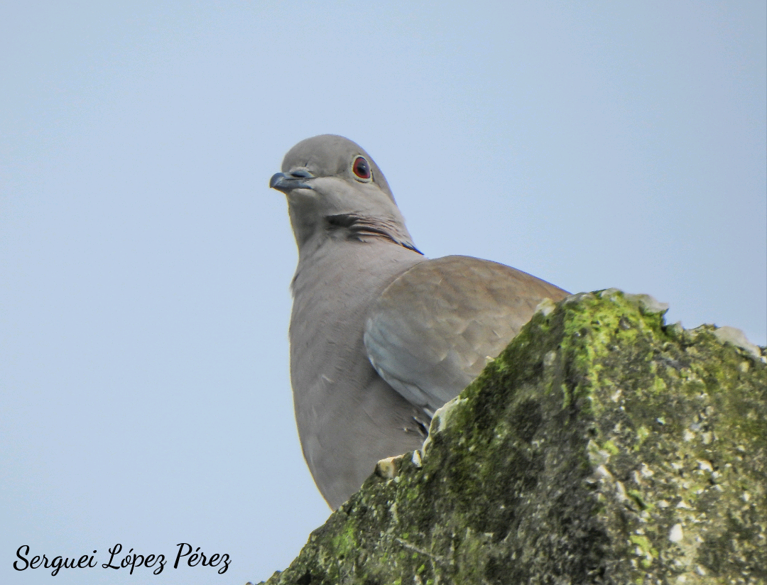 Кольчатая горлица - ML646043334