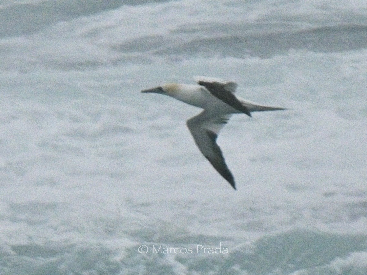 Северная олуша - ML646043335