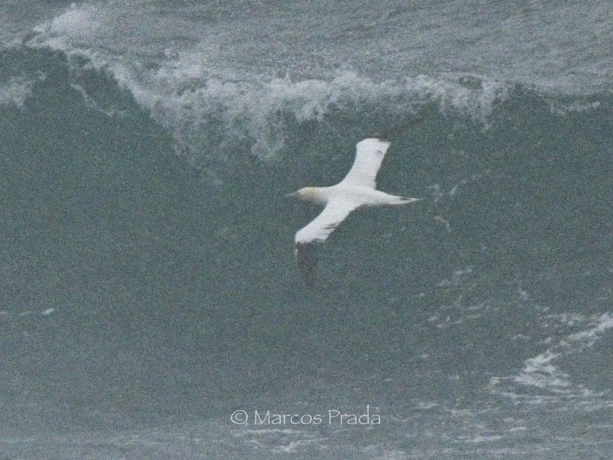 Северная олуша - ML646043336