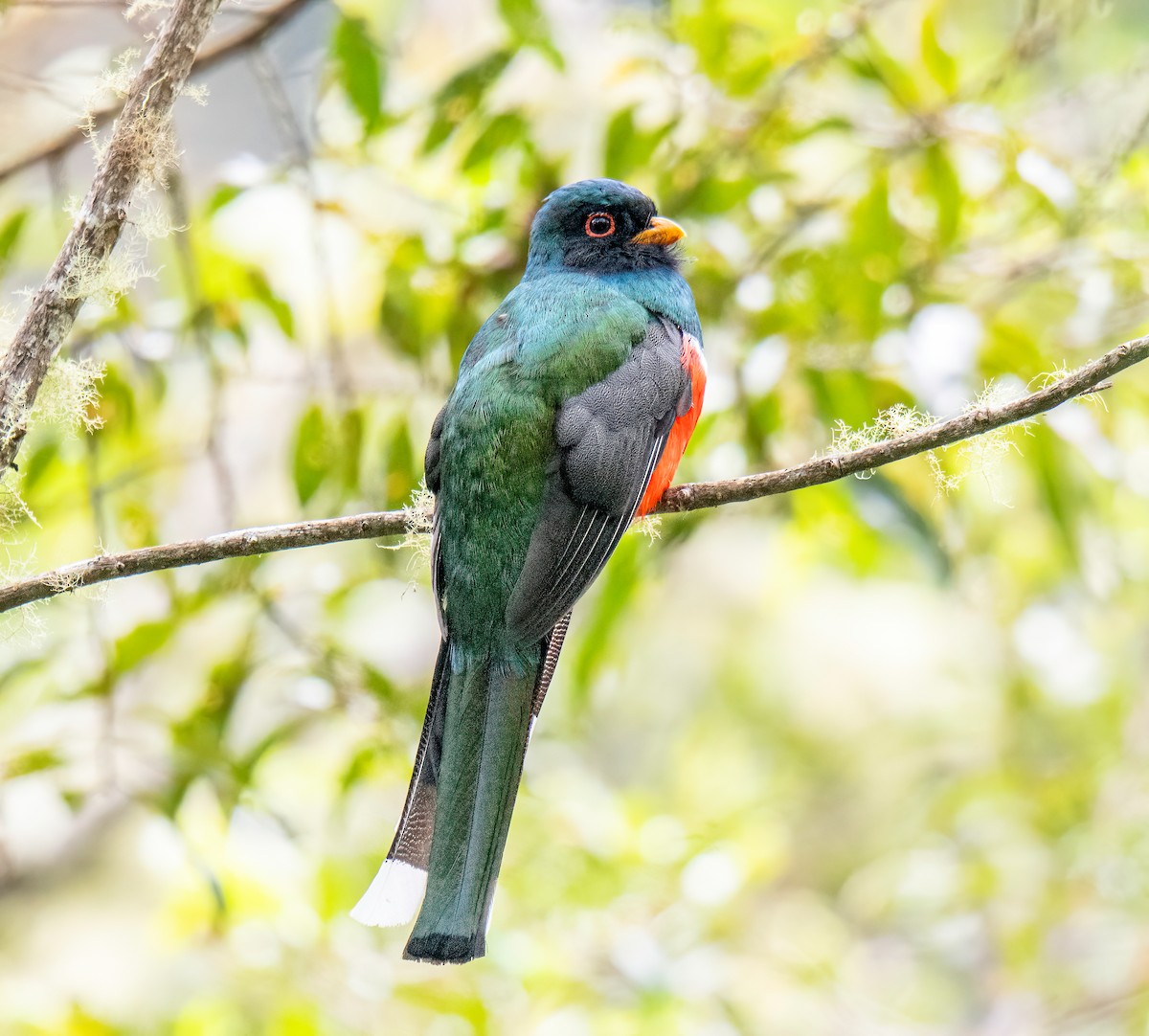 Масковый трогон - ML646043337