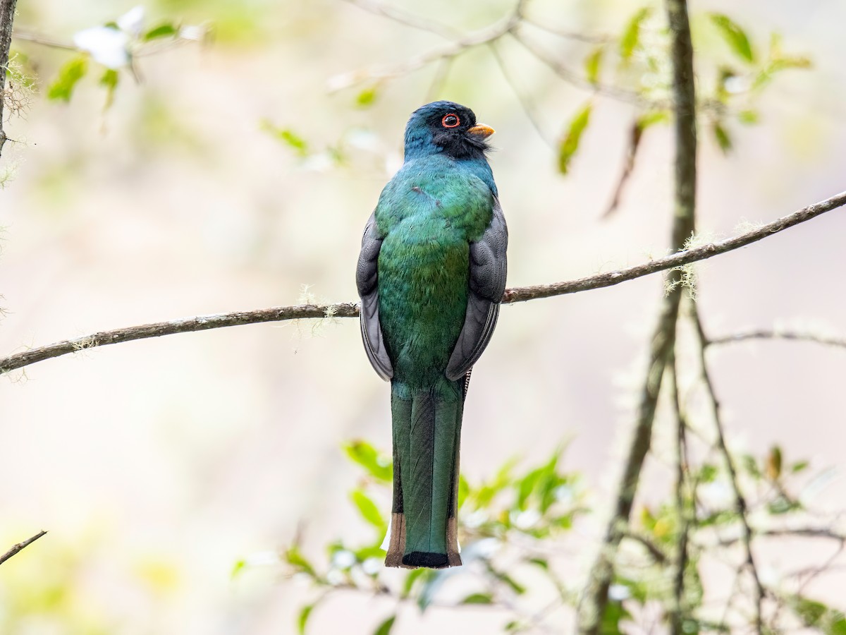 Масковый трогон - ML646043338