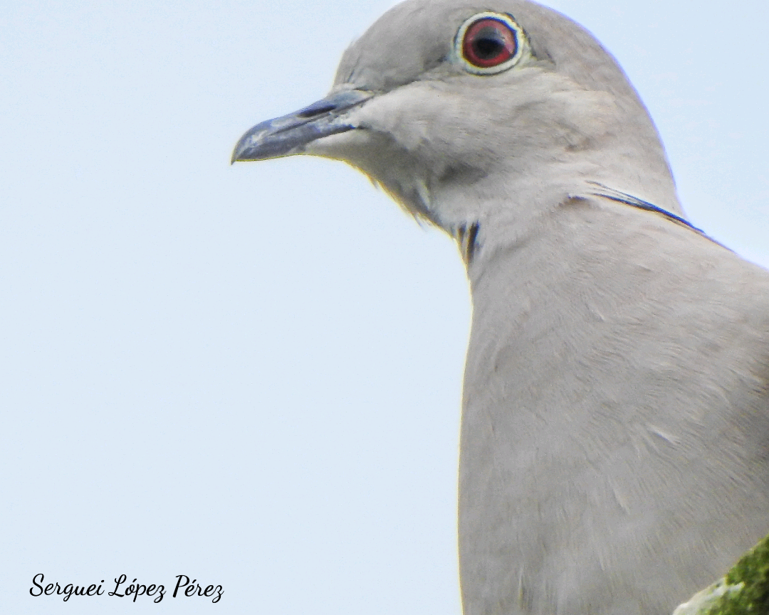 Кольчатая горлица - ML646043339