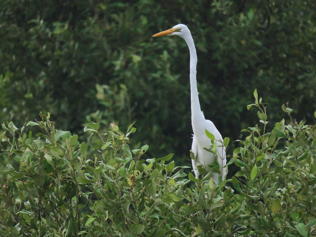 Большая белая цапля - ML646043340