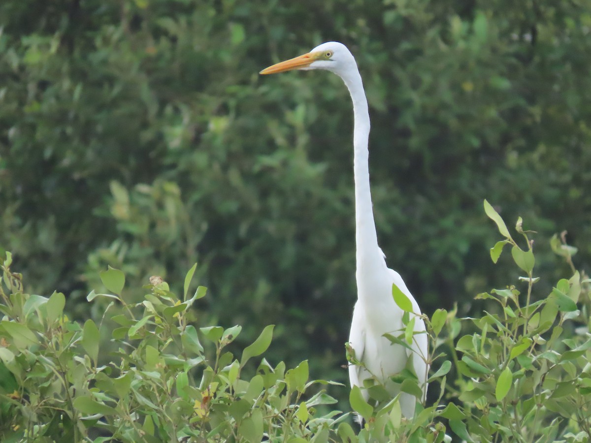 Большая белая цапля - ML646043341