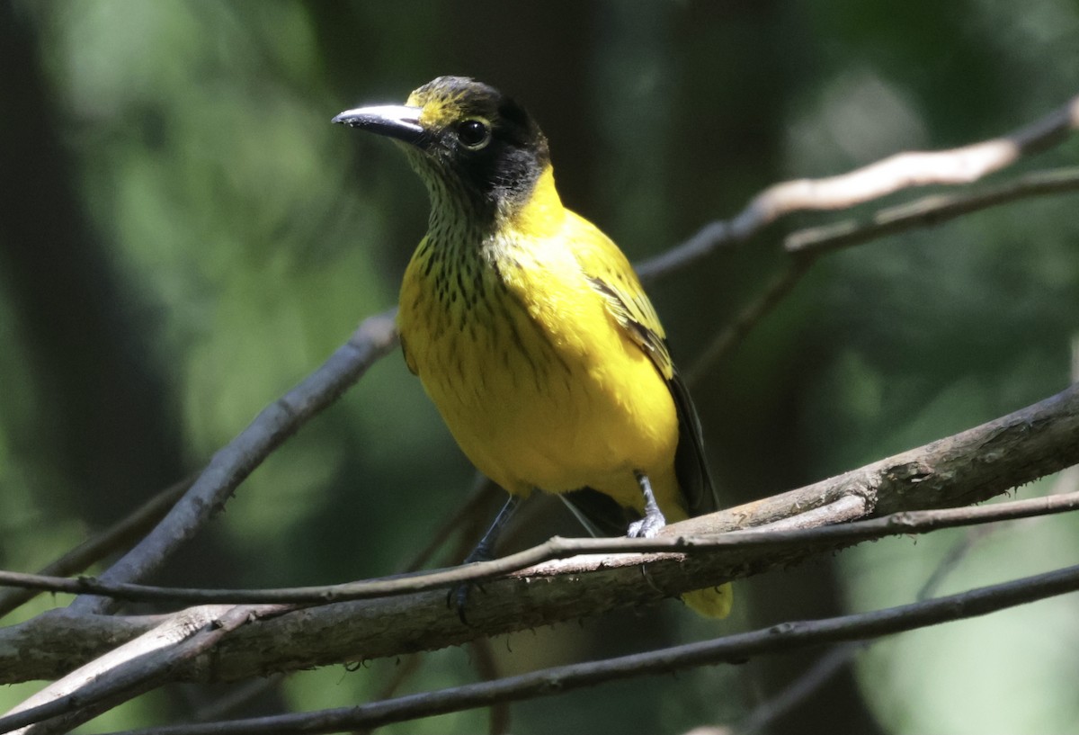 Черноголовая иволга - ML646043342