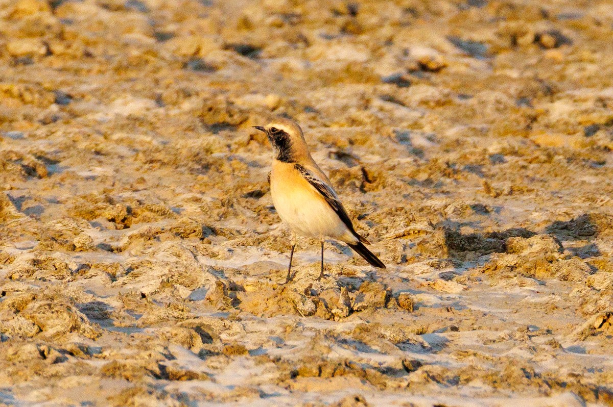 Пустынная каменка - ML646043344