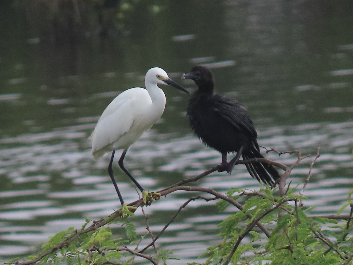 Малая белая цапля - ML646043347