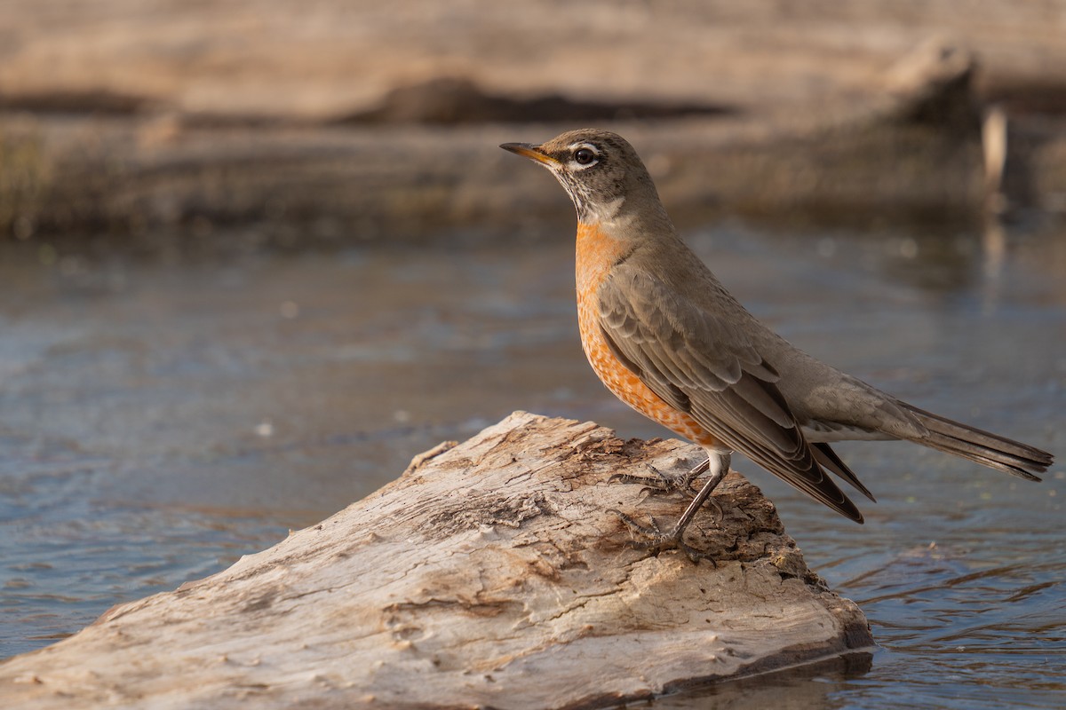 Странствующий дрозд - ML646043349