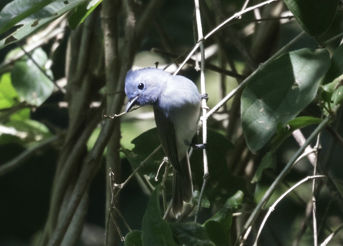 Синий монарх - ML646043351