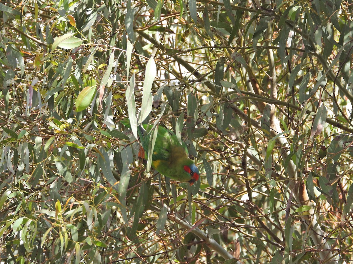 Мускусный лорикет - ML646043352