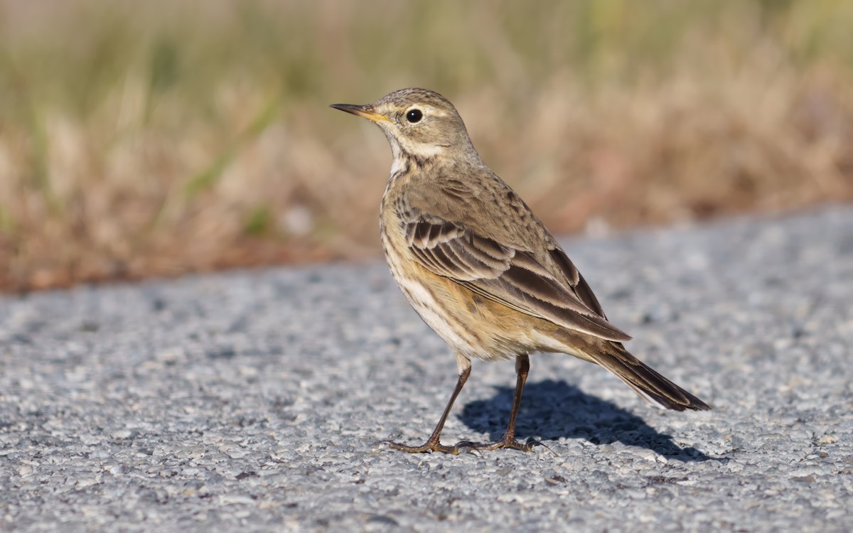 Американский конёк - ML646043354