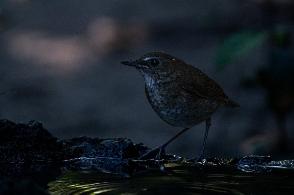 Малый короткокрыл - ML646043358