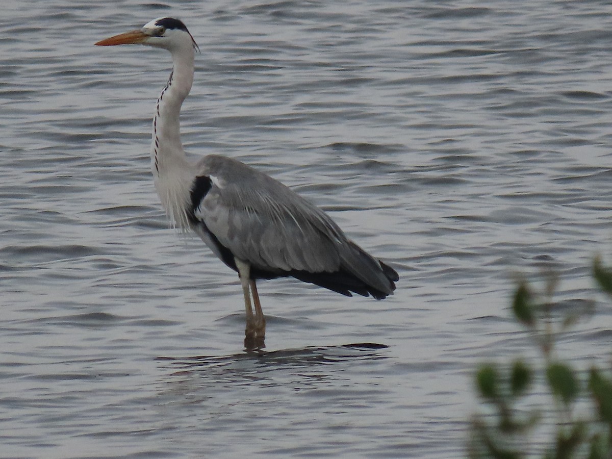 Серая цапля - ML646043360