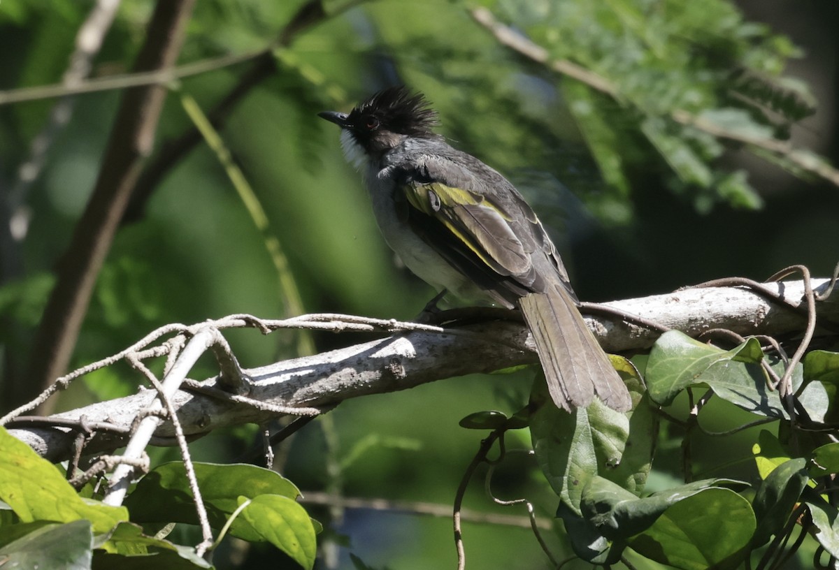 Желтокрылый бюльбюль - ML646043361