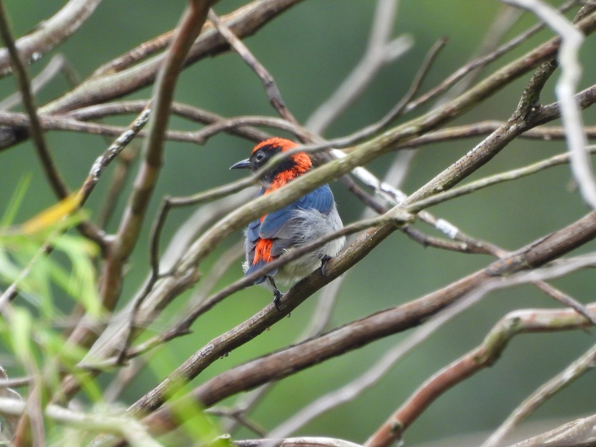 Огненноспинный цветоед - ML646043370