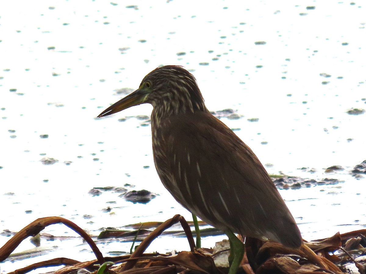 Indian Pond-Heron - ML646043371