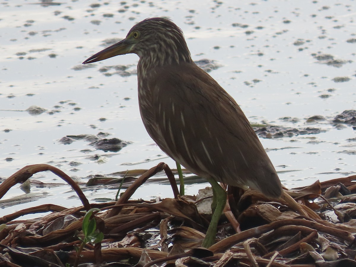 Indian Pond-Heron - ML646043372