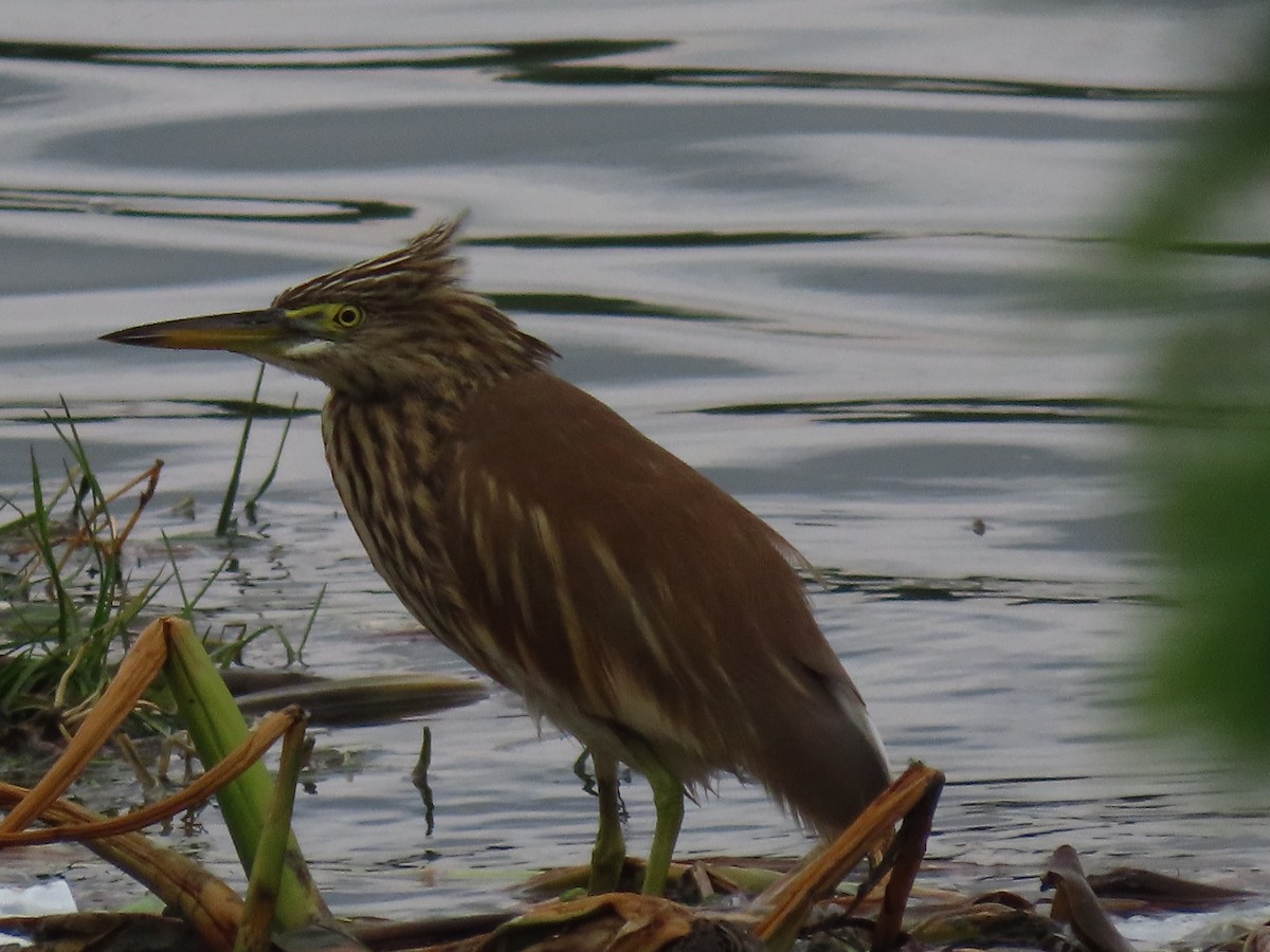 Indian Pond-Heron - ML646043373