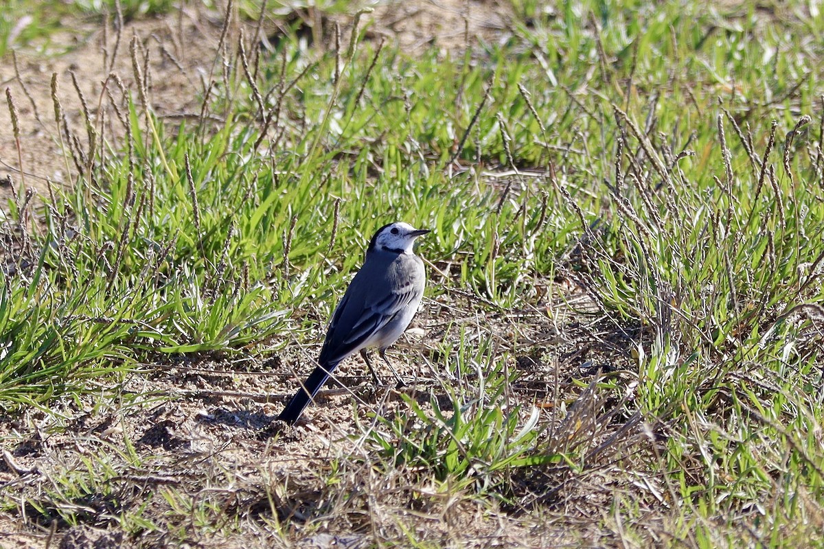 Белая трясогузка - ML646043384