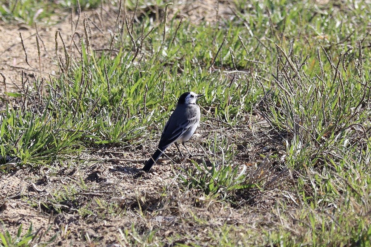 Белая трясогузка - ML646043385