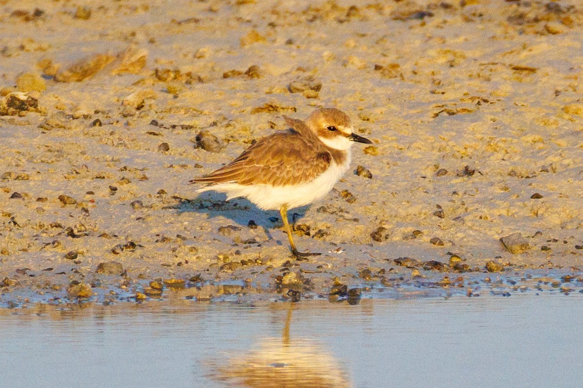 Greater Sand-Plover - ML646043387