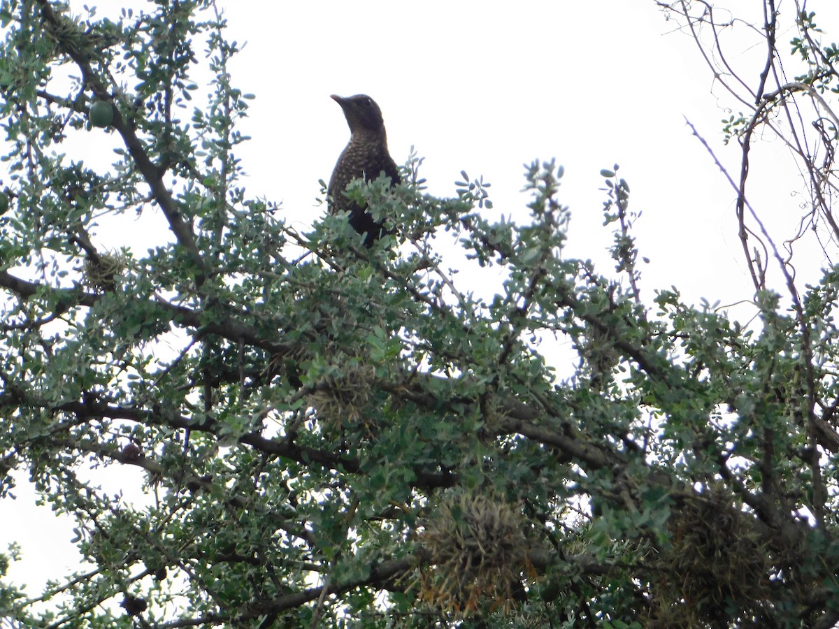 Chiguanco Thrush - ML646043393