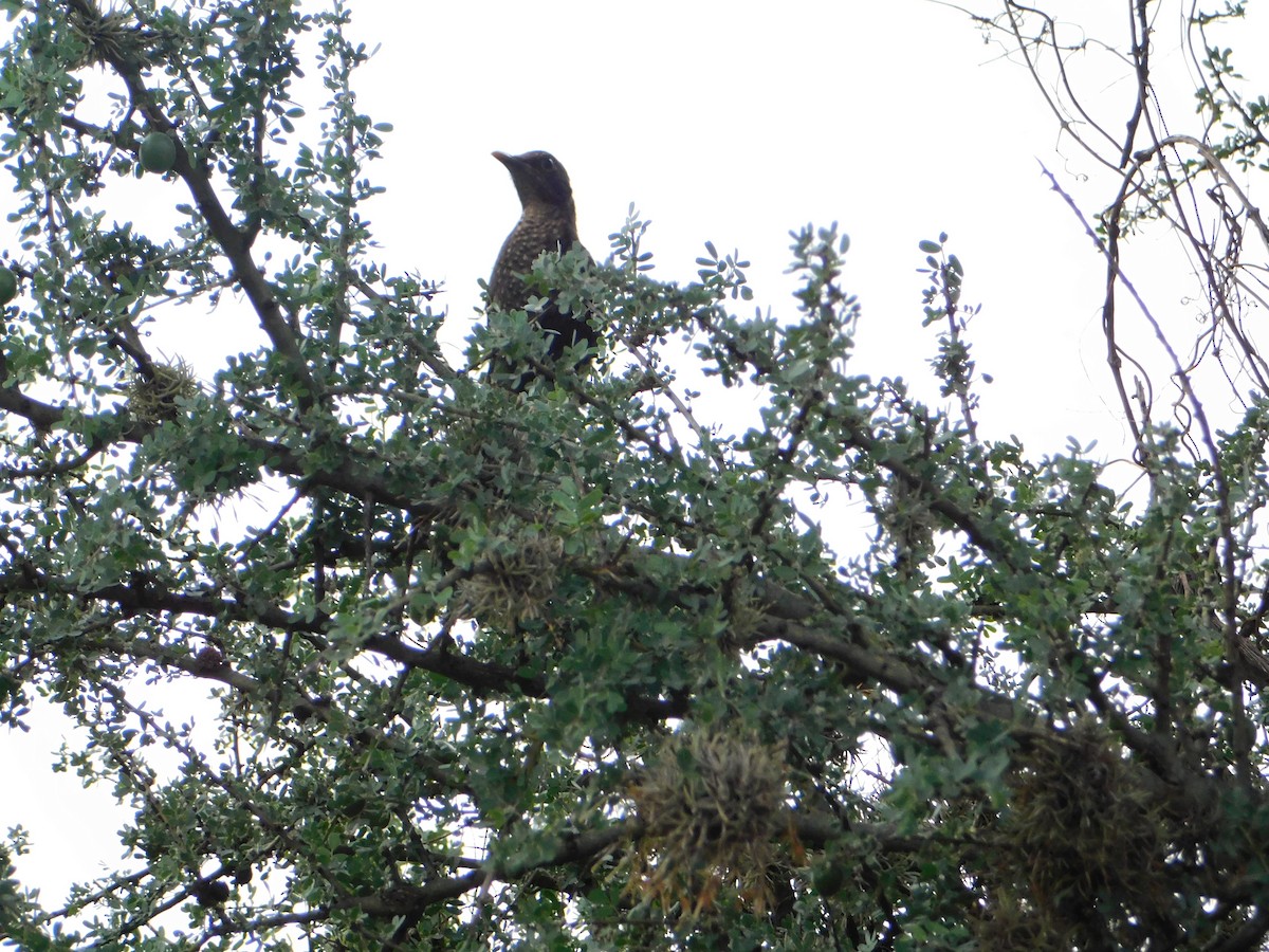 Chiguanco Thrush - ML646043394