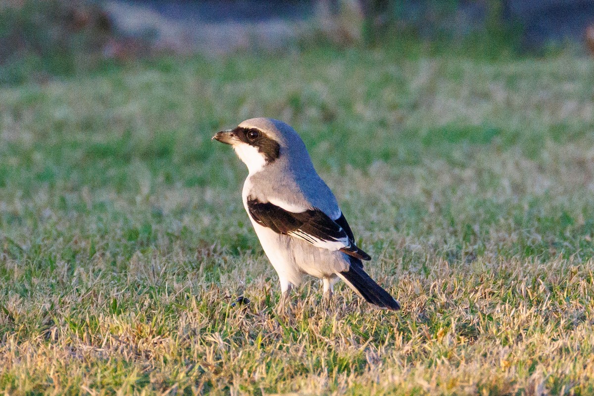 Great Gray Shrike - ML646043397
