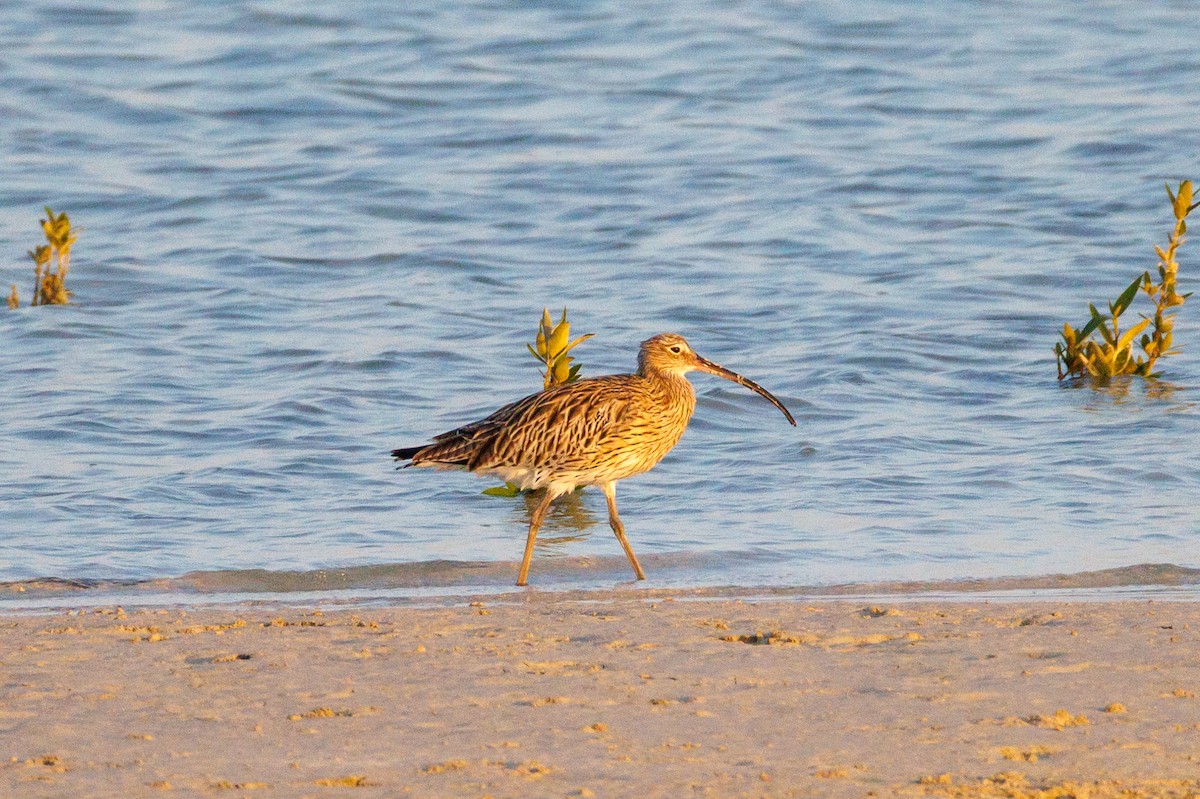 Eurasian Curlew - ML646043410