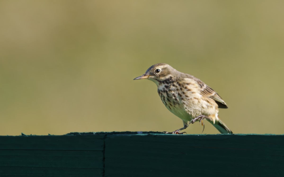 American Pipit - ML646043418