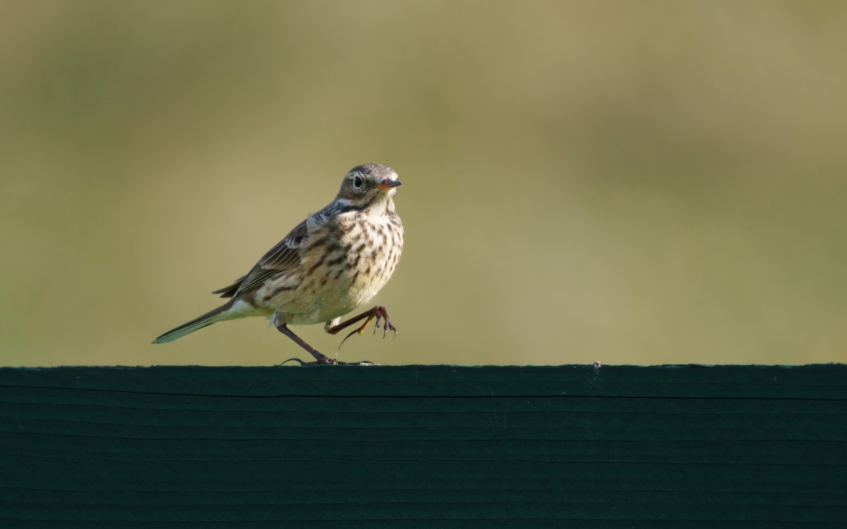 American Pipit - ML646043432