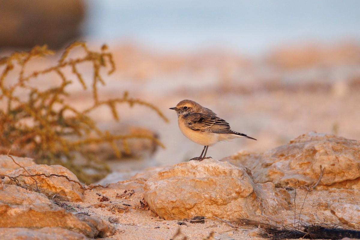 Pied Wheatear - ML646043441